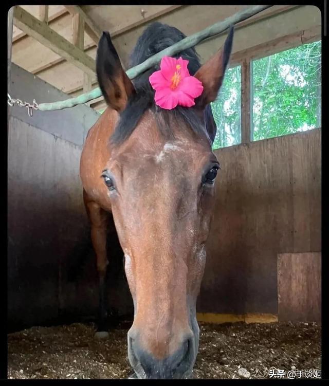 开云体育下载APP-赛马界知名赛马乌拉拉去世