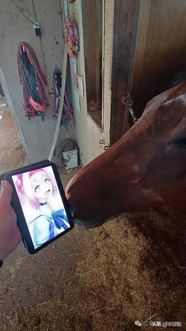 开云体育下载APP-赛马界知名赛马乌拉拉去世